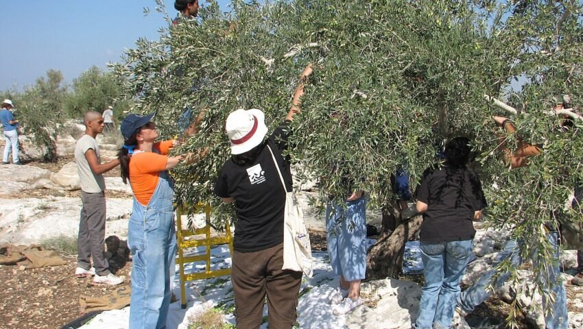 فلسطین میں زیتون کے درختوں سے فصل اتارتے کسان